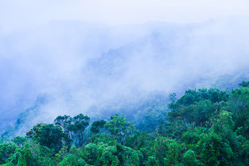 Scenery of tropical forest in blue mist.