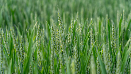 blurring green rye field 