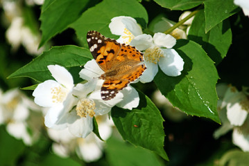 Butterfly Vanessa cardui on white flowers of jasmine.