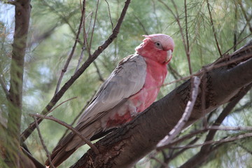 beautiful, cute pink parrots sitting in tree, Australia, Outback, West coast