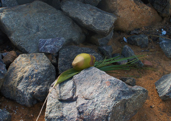 Green coconut closeup on tropical island Sri Lanka in summer.