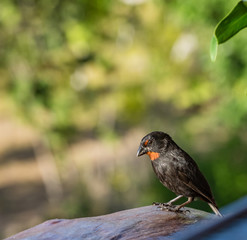  Bird Views around the caribbean island of Dominica West indies