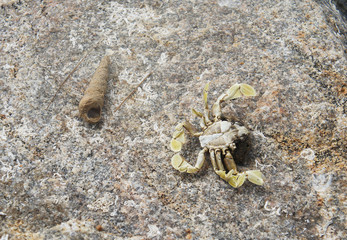 Crab closeup on the shore on the tropical island of Sri Lanka in summer.