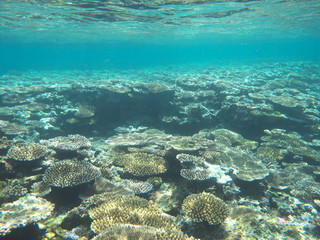 Okinawa,Japan-May 31, 2019: Coral Reef near Barasu island north of Iriomote island, Okinawa