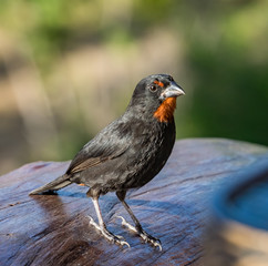  Bird Views around the caribbean island of Dominica West indies