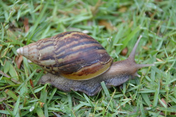 snail on the grass