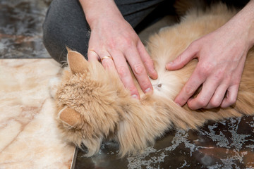 Mans hand pick of tick on cat fur
