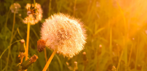 Fluffy dandelion in the light of the sun and the setting rays. Dew drops on fluff. Coloring screensaver.