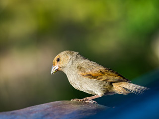  Bird Views around the caribbean island of Dominica West indies