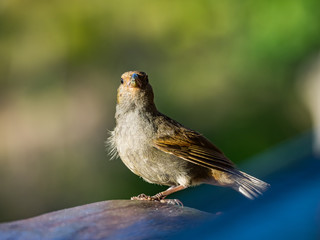  Bird Views around the caribbean island of Dominica West indies