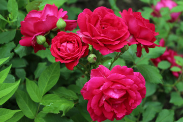 bouquet of red roses
