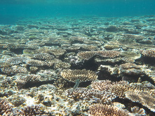 Okinawa,Japan-May 31, 2019: Coral Reef near Barasu island north of Iriomote island, Okinawa