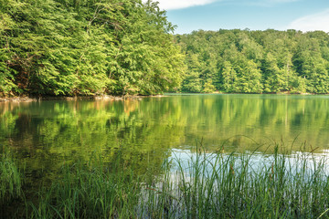Fototapeta na wymiar beech forest reflection in the lake. calm nature scenery on a sunny day. great summr vacation. protect green environment concept. location vihorlat mountains, slovakia