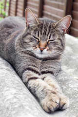 Tabby cat lying on a slate roof and resting