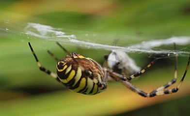 closeup of a yellow striped wasp spider in its spider net