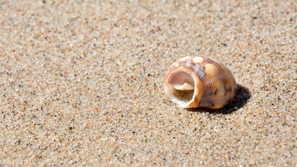 Sea shell on the beach, close up