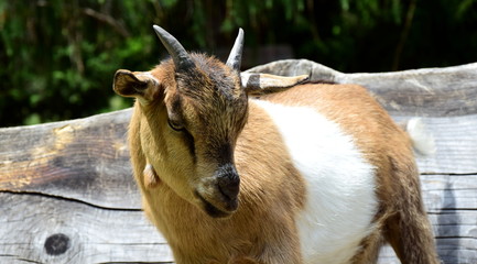 Glückliche Hausziege auf einem Erlebnisbauernhof
