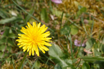 Yellow dandelion in a garden during spring