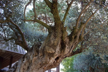 quinta da bacalhoa, azeitao, portugal