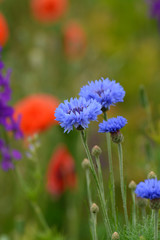 bunte sommerwiese