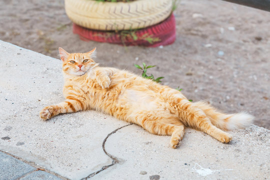 Stray Ginger cat bellyful sleeping outdoors