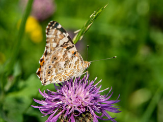 motyl