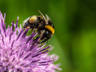 trzmiel