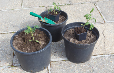Plastic flowerpot with loam and gardening trowel for planting tomato plant