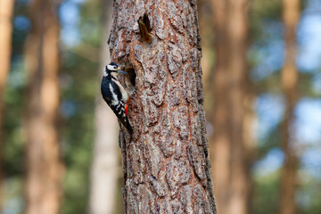 Syrian woodpecker, Dendrocopos syriacus, with worms going to the hollow