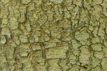  Texture of pine bark in the forest. Background.