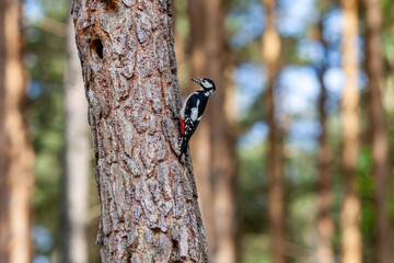 Syrian woodpecker, Dendrocopos syriacus, with worms going to the hollow
