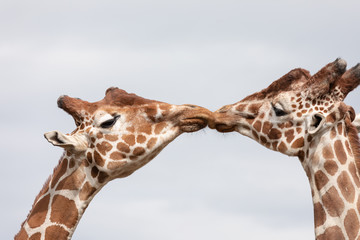 Kissing Giraffe's