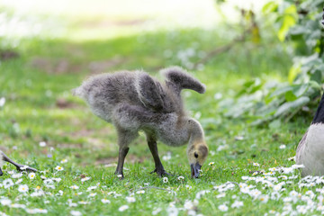 Gosling Streatching its Wings