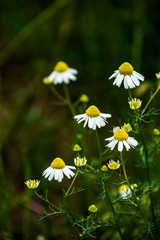 Chamomile flowers on meadow in summer, selective focus, blur. Beautiful nature scene with blooming medical daisies on a sunny day.