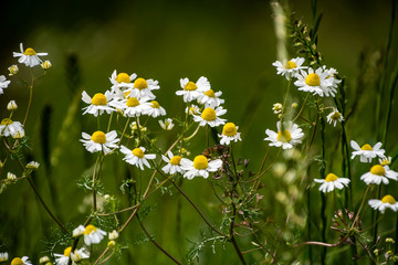 Chamomile flowers on meadow in summer, selective focus, blur. Beautiful nature scene with blooming medical daisies on a sunny day.