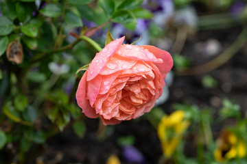 Water Droplets Clinging to a Rose