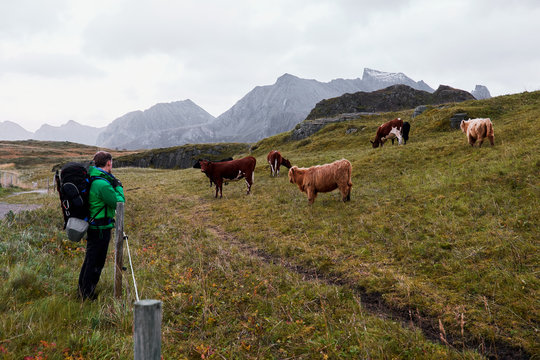 Young man photographing cattle gazing on pasture in front of the mountains on Lofoten Islands in Norway