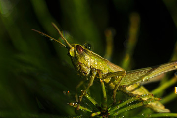 grasshopper on leaf
