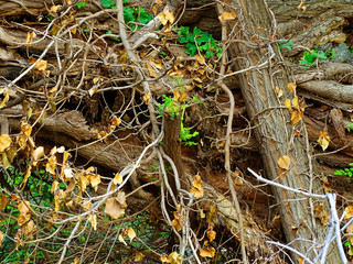 Background, dry and broken trees and branches on the ground with yellow and green leaves