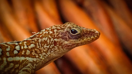  Views around the caribbean island of Dominica West indies