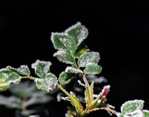 frost on leaves