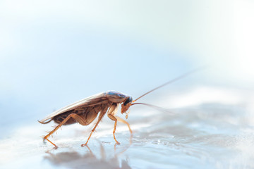 Macro photo of a large cockroach in the house