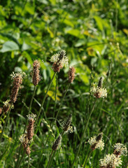 Plantain herb blossoming close up