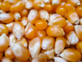 Corn grain, for popcorn, on a bunch, arranged as the background.