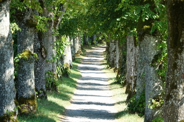 Kleine Allee am Starnberger See