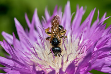 Bee collects nectar from a purple flower