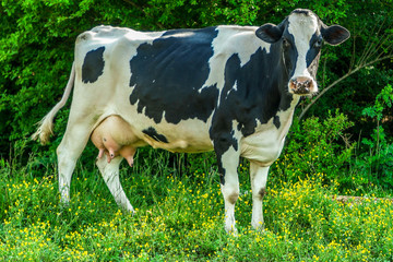 Milk cow in the farm field