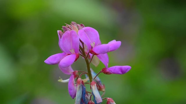 Purple marsh pea flower gently swaying in the wind in Papua New Guinea. Close up and locked off