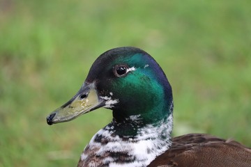 duck on grass