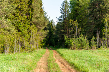 country road through the forest
